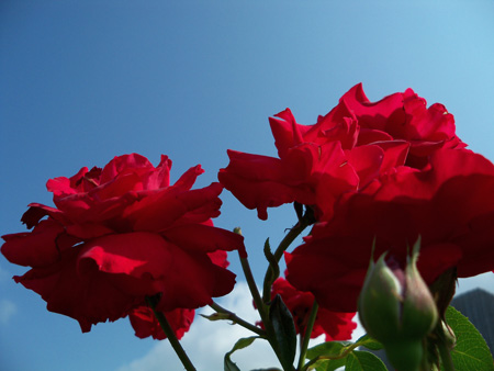 Kim's red roses have bloomed again.