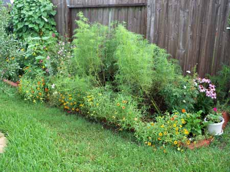 Here's a shot of the original bed. A lot of the taller cosmos and zinnia have fallen, and the zinnia are now crowding out the portulaca.