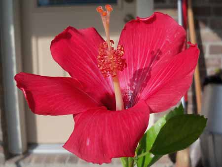 The Indian Princess hibiscus finally bloomed! The wait was well worth it!