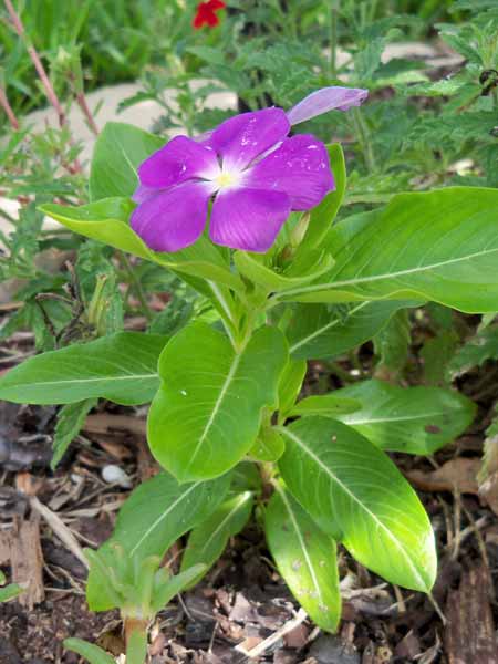A purple periwinkle, that must have reseeded itself from last year.