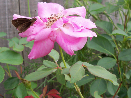 A moth hangs out on the carefree beauty rose