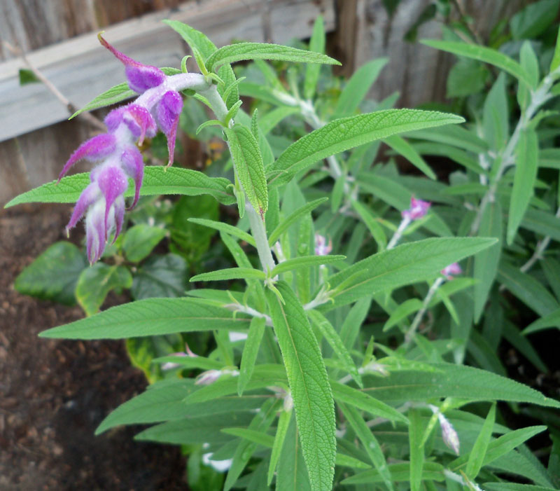 This salvia was also planted in the fall next to the birdbath, and it has started flowering in the last few days. 