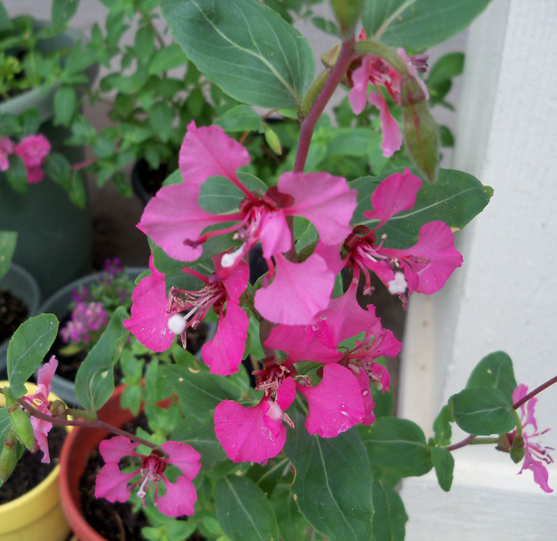 Clarkia planted from seed in the fall, is in bloom on the porch. 