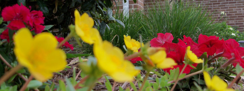 The flower bed near the garage in the front yard. Some kind of flowering succulent that Kim put there last year is really happy, it's joined by two red petunias purchased this year. 