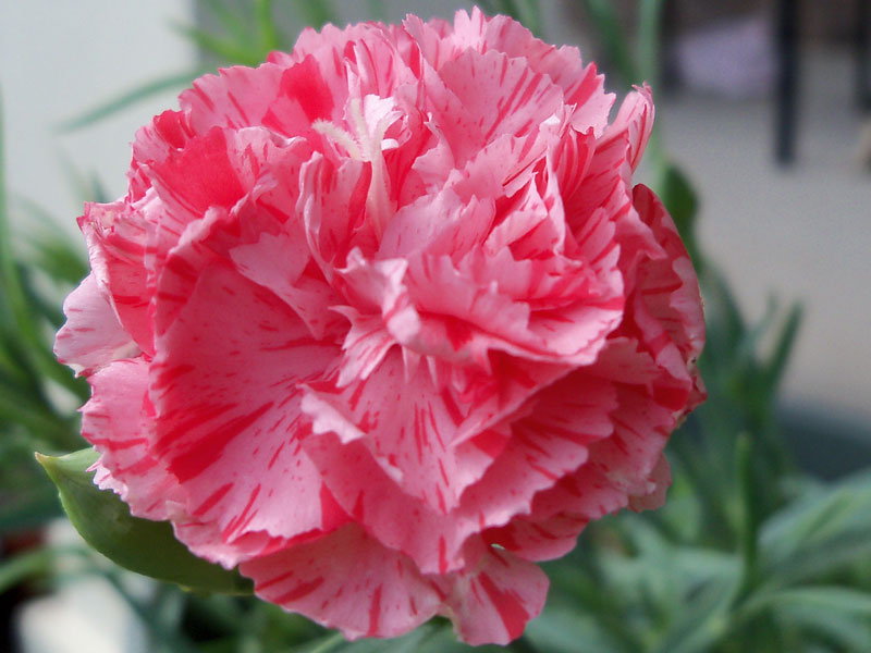 Carnation! Last year, I bought some carnation seeds in the spring and tried to get them going one of the flowerbeds ... to no avail. But the one I kept in a container had its first big bloom today. 