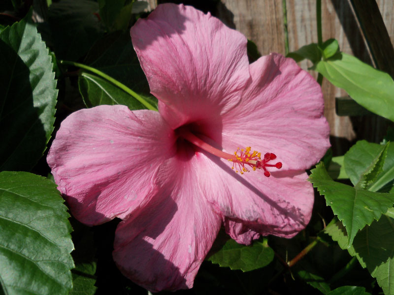 The pink hibiscus opened for the first time this season today. 