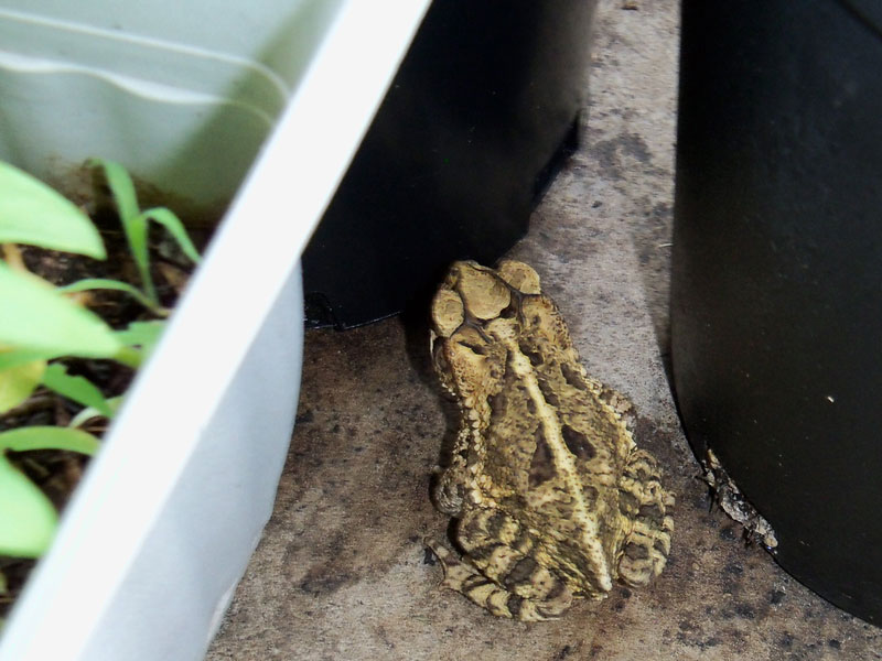 The toad was in my shoe on Sunday when I was about to mow the lawn. He didn't like being disturbed. 
