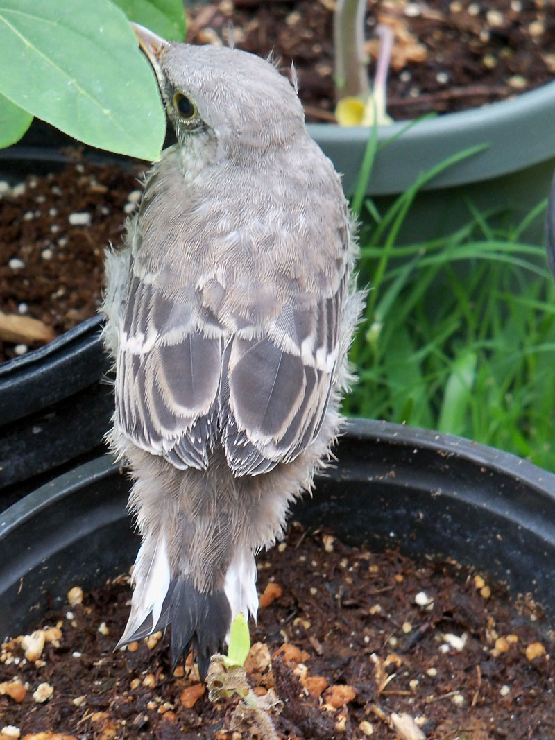Here he is, one of the baby mockingbirds was on the pot - containing the small zinnia that just won't grow - next to the shed on Sunday morning. 