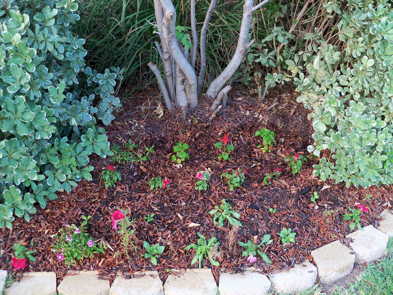 New petunia, impatiens and salvia make up the flowerbed of pain. 