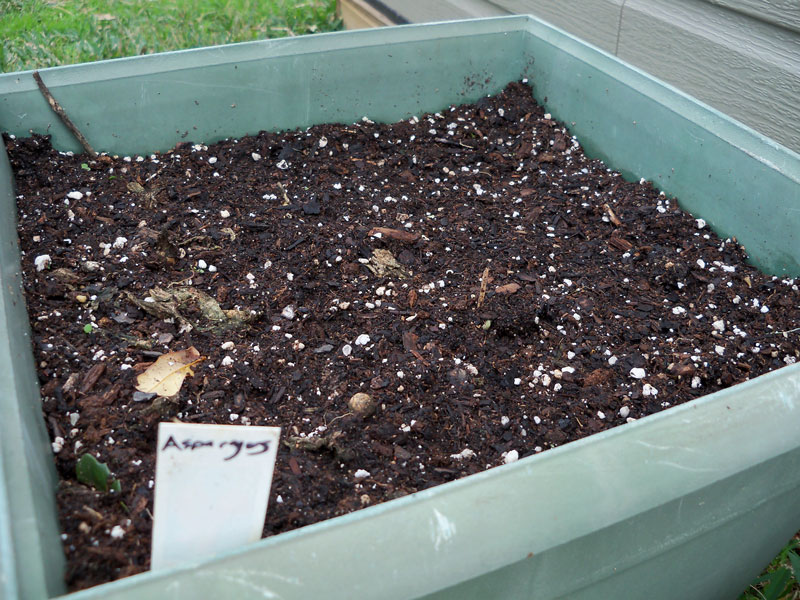 I bought some asparagus roots at the Fort Bend County Master Gardners' Fruit Tree sale this weekend. Planted one here.