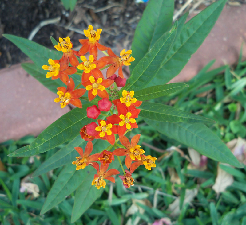 Asclepias tuberosa, also known as butterfly weed, emerged from wildflower seeds we scattered last season over the winter. 